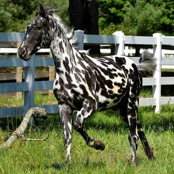 Decadent Colored Sport Horses